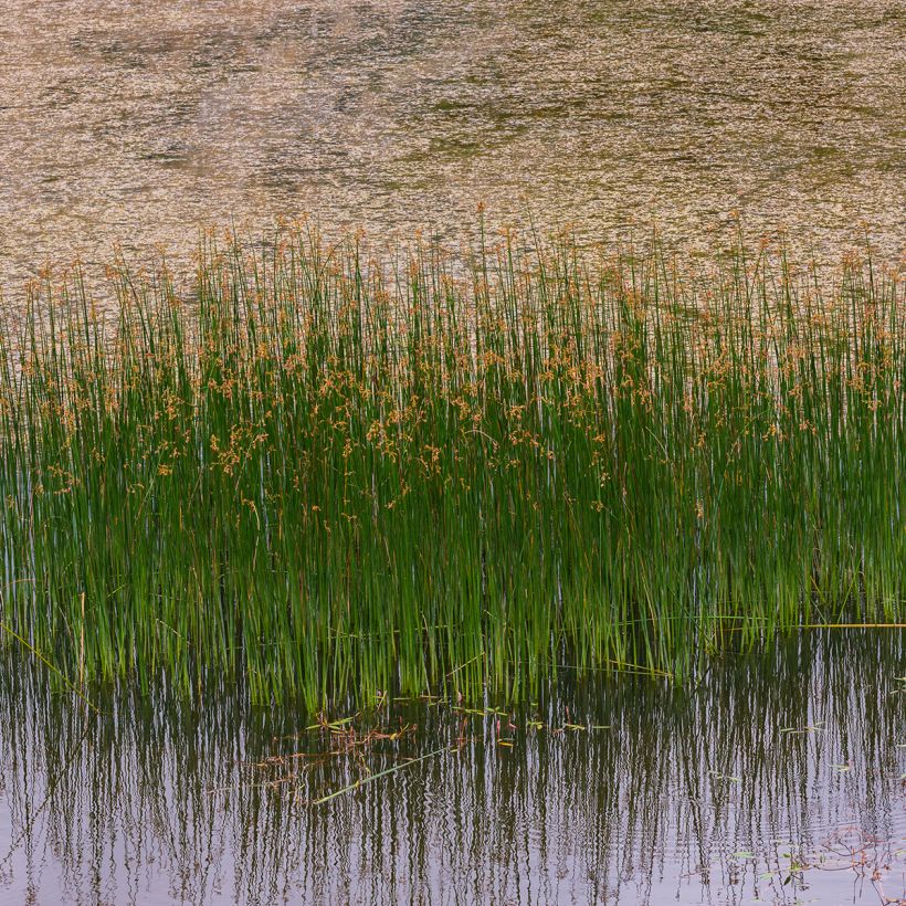 Juncus inflexus - Junco (Porte)