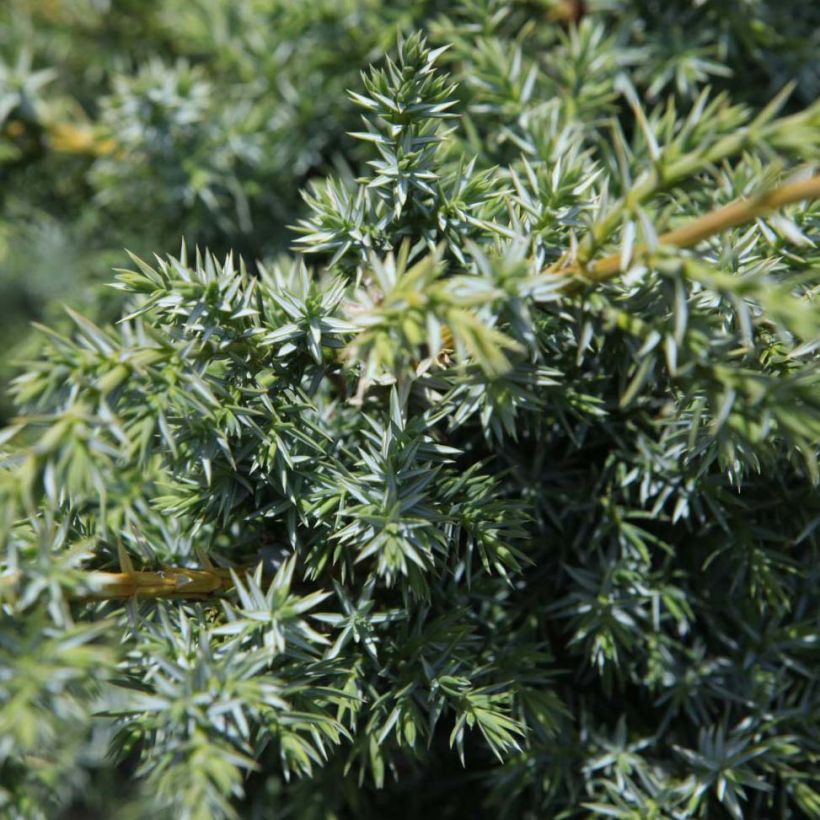 Juniperus chinensis Blue Alps - Enebro de la China (Follaje)