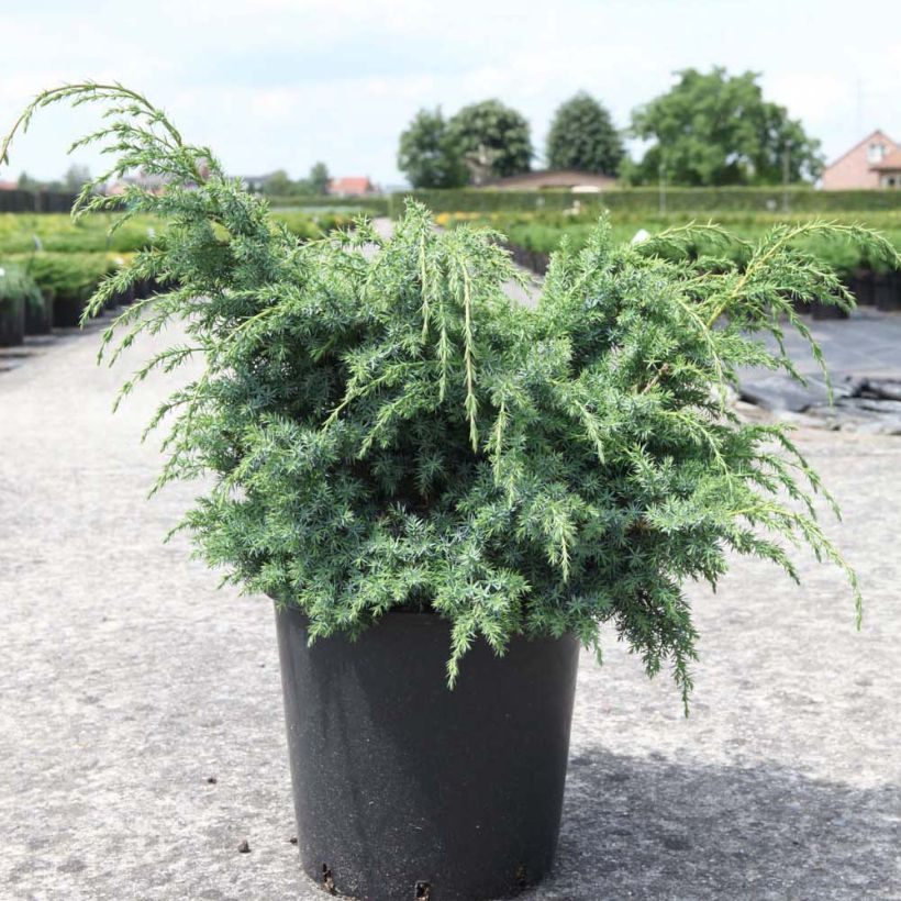 Juniperus chinensis Blue Alps - Enebro de la China (Porte)