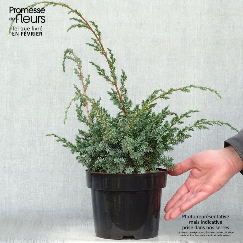 Juniperus chinensis Blue Alps - Genévrier de Chine Pot de 2L/3L Ejemplar entregado en invierno