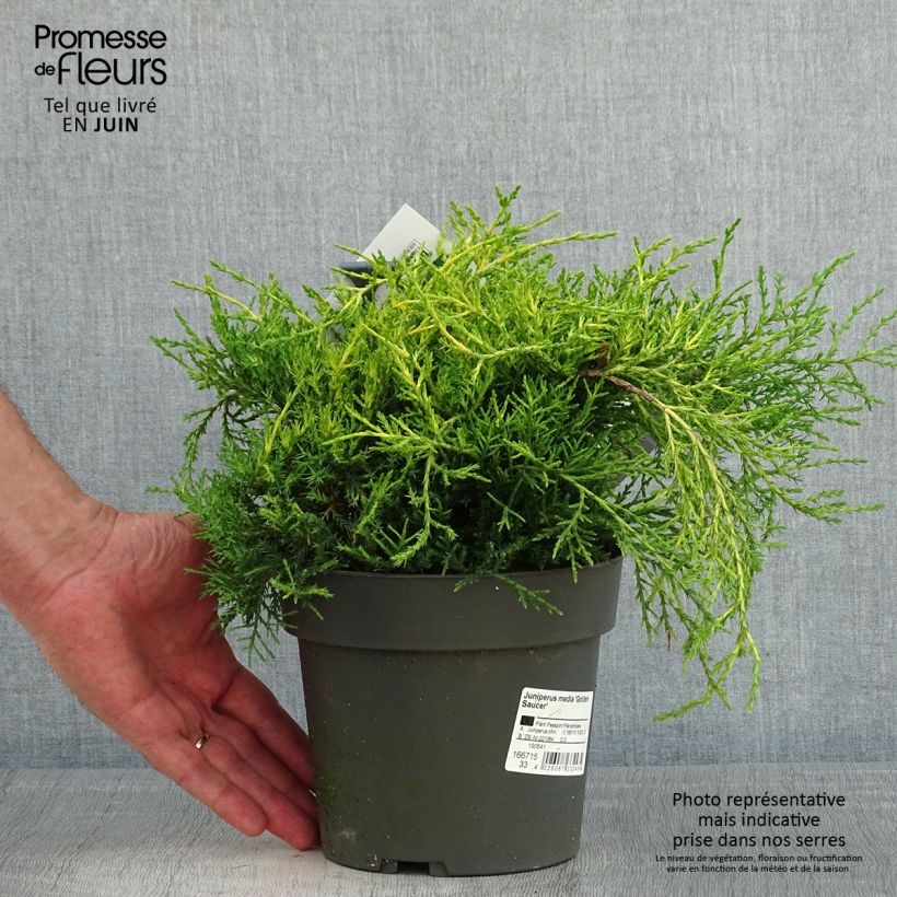 Juniperus chinensis Golden Saucer - Genévrier hybride - Pot de 2L/3L Ejemplar entregado en la primavera