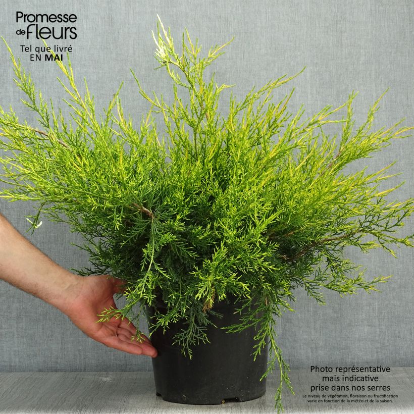 Juniperus chinensis Kuriwao Gold - Genévrier hybride en pot de 7,5L/10L Ejemplar entregado en la primavera