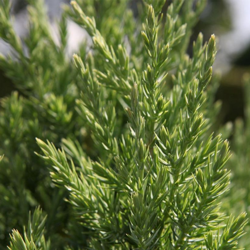 Juniperus chinensis Stricta - Enebro de la China (Follaje)