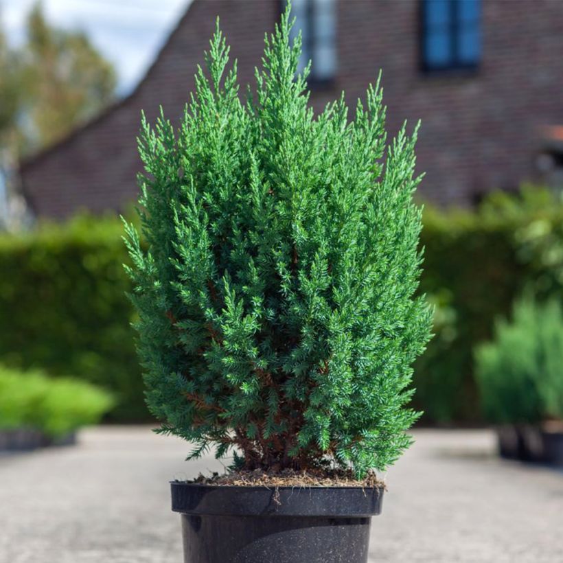 Juniperus chinensis Stricta - Enebro de la China (Porte)