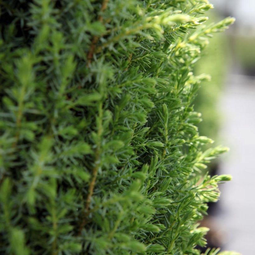 Juniperus communis Compressa - Enebro común (Follaje)