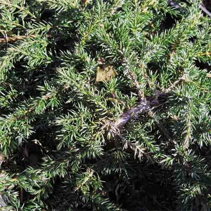 Juniperus communis Green Carpet - Enebro común (Follaje)