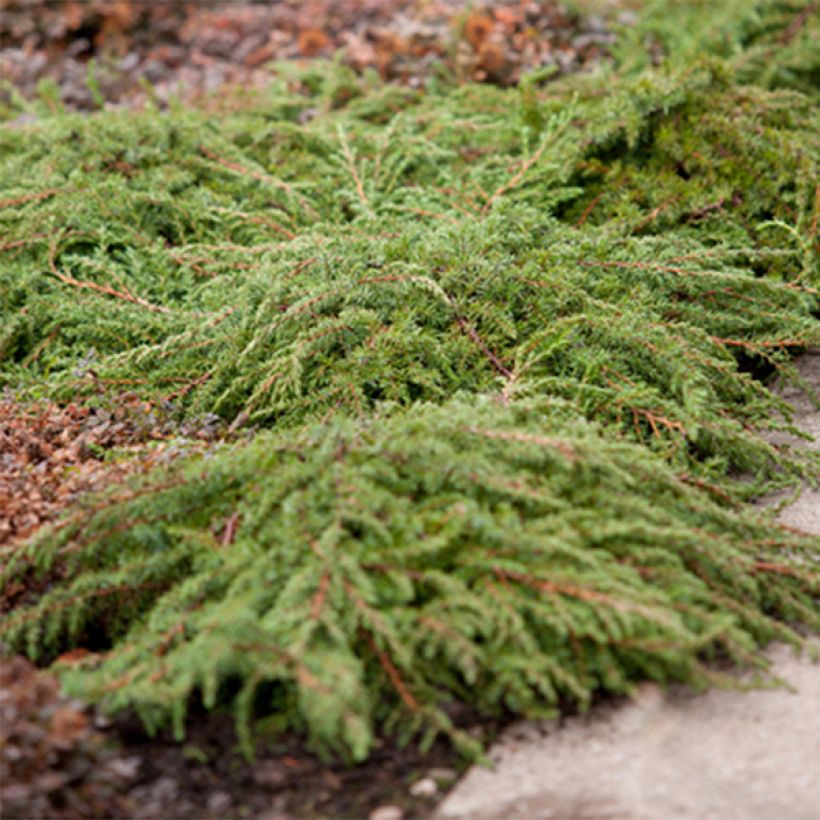 Juniperus communis Green Carpet - Enebro común (Porte)