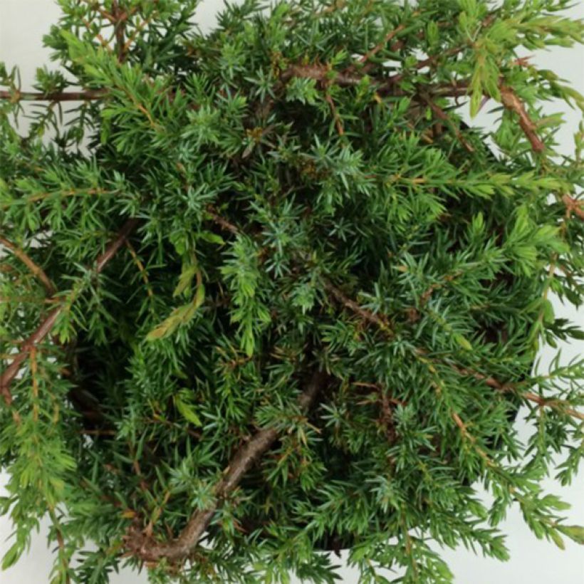 Juniperus communis Hornibrookii - Enebro común (Follaje)