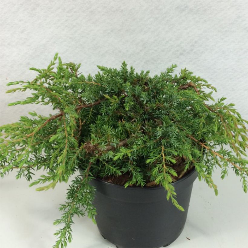 Juniperus communis Hornibrookii - Enebro común (Porte)