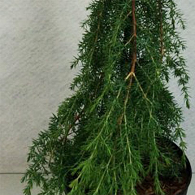 Juniperus communis Horstmann - Enebro común (Follaje)