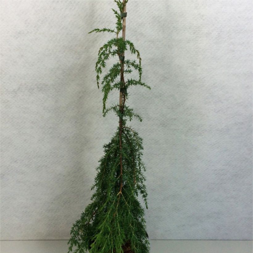 Juniperus communis Horstmann - Enebro común (Porte)