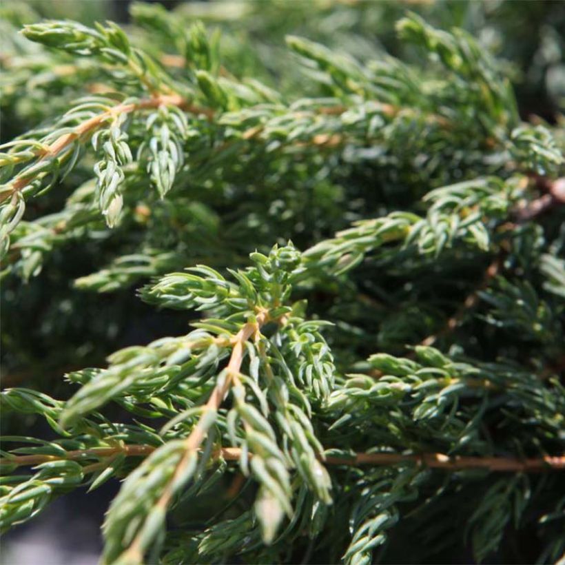 Juniperus communis Repanda - Enebro común (Follaje)