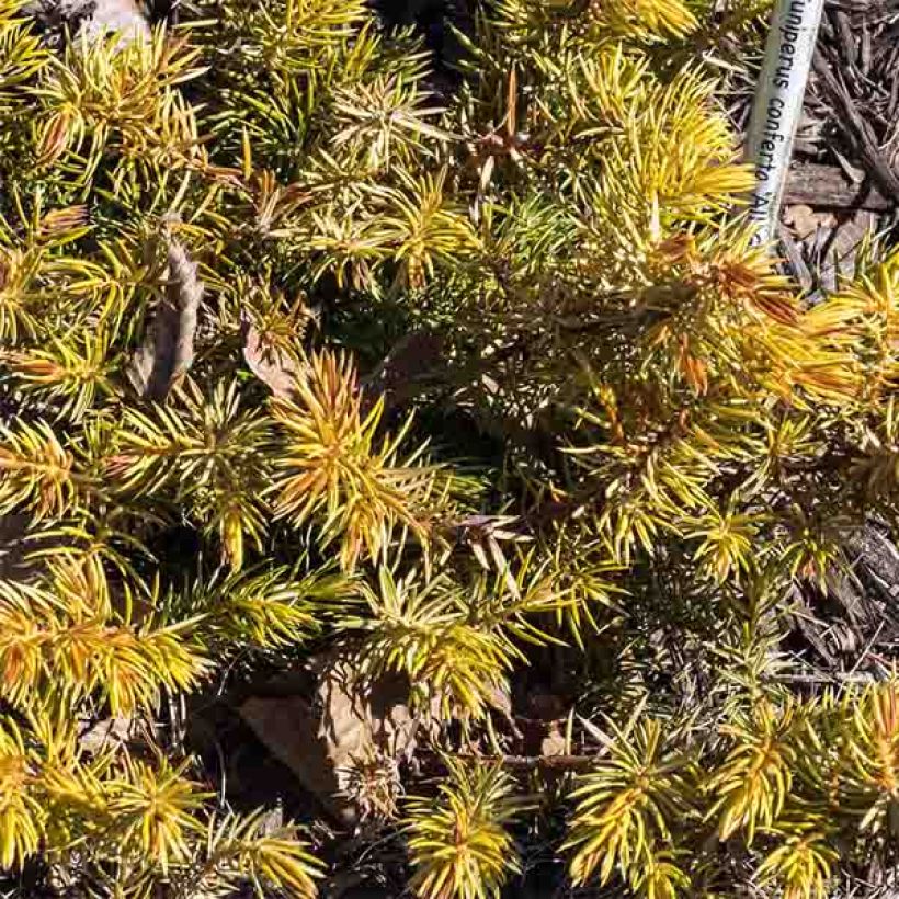 Juniperus conferta All Gold - Enebro (Follaje)