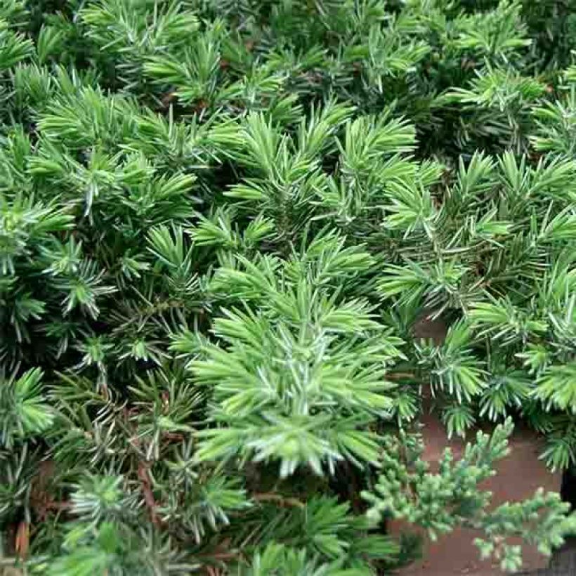 Juniperus conferta Blue Pacific - Enebro (Follaje)