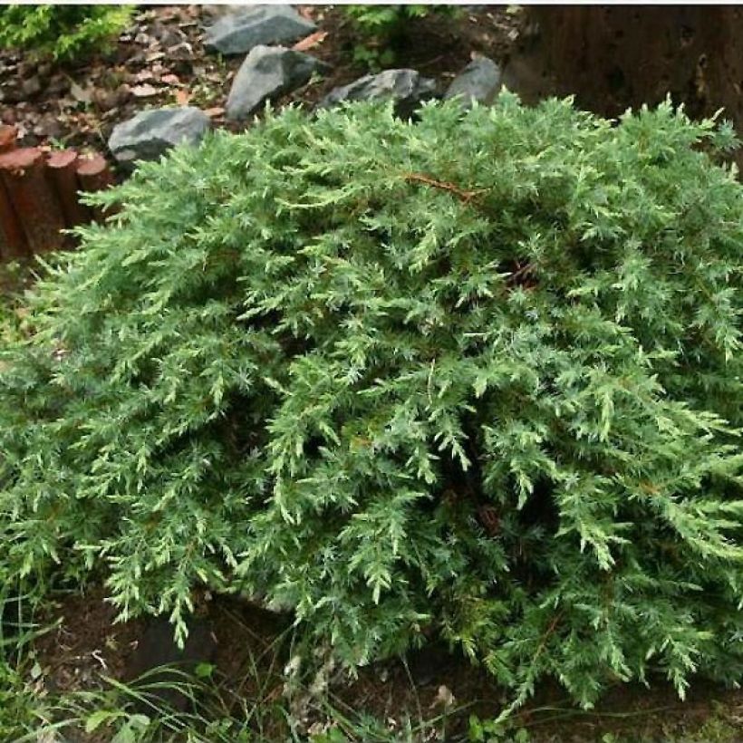 Juniperus conferta Schlager - Enebro (Porte)