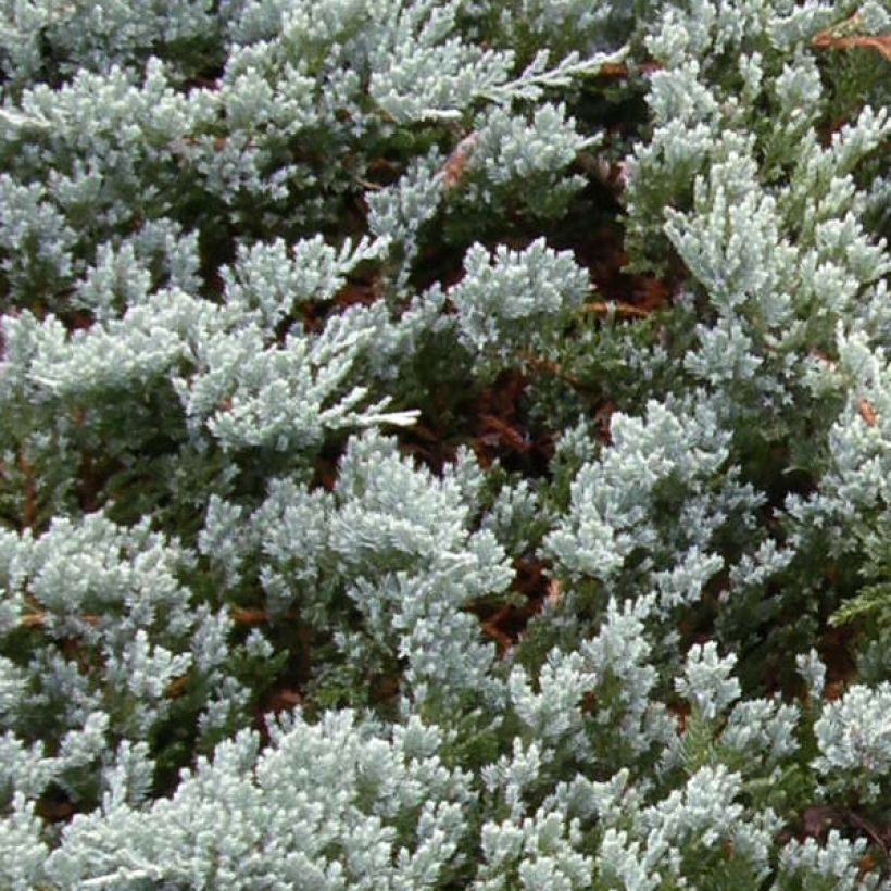 Juniperus horizontalis Blue Chip - Enebro rastrero (Follaje)