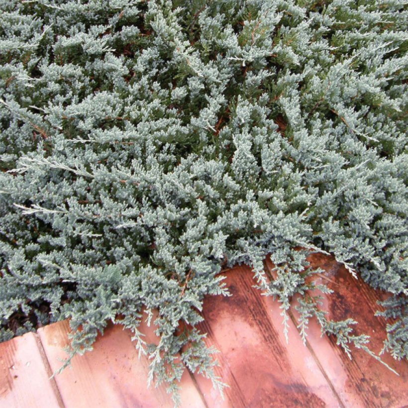 Juniperus horizontalis Blue Chip - Enebro rastrero (Porte)