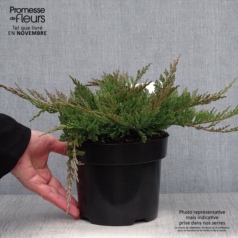 Ejemplar de Juniperus horizontalis Blue Chip - Genévrier rampant en pot de 2L/3L entregado en otoño