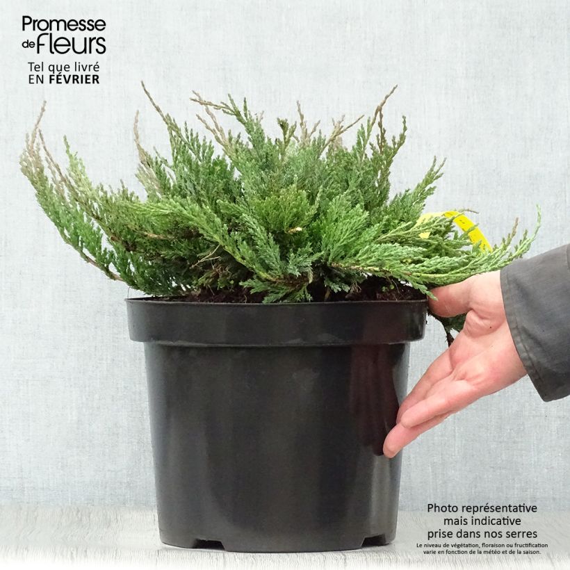 Juniperus horizontalis Blue Chip - Genévrier rampant en pot de 7,5L/10L Ejemplar entregado en invierno