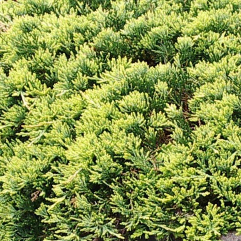 Juniperus horizontalis Golden Carpet - Enebro rastrero (Follaje)