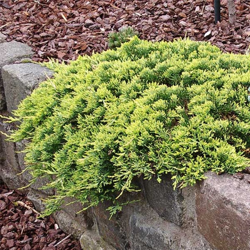 Juniperus horizontalis Golden Carpet - Enebro rastrero (Porte)