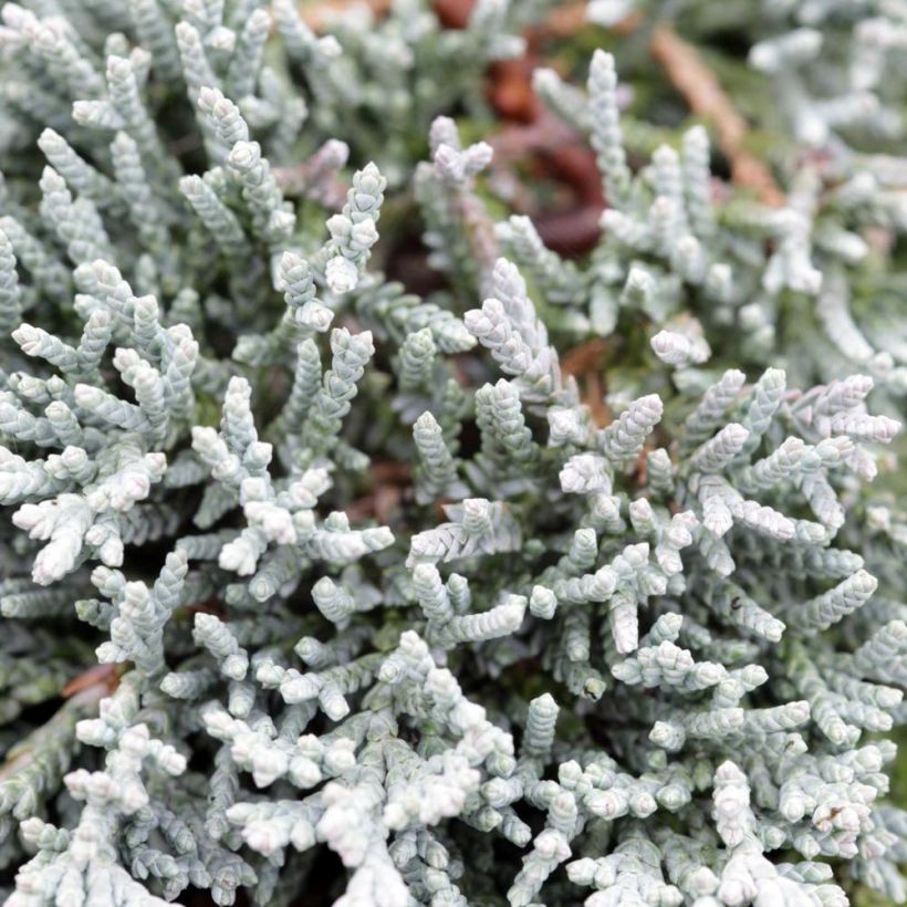 Juniperus horizontalis Icee Blue - Enebro rastrero (Follaje)