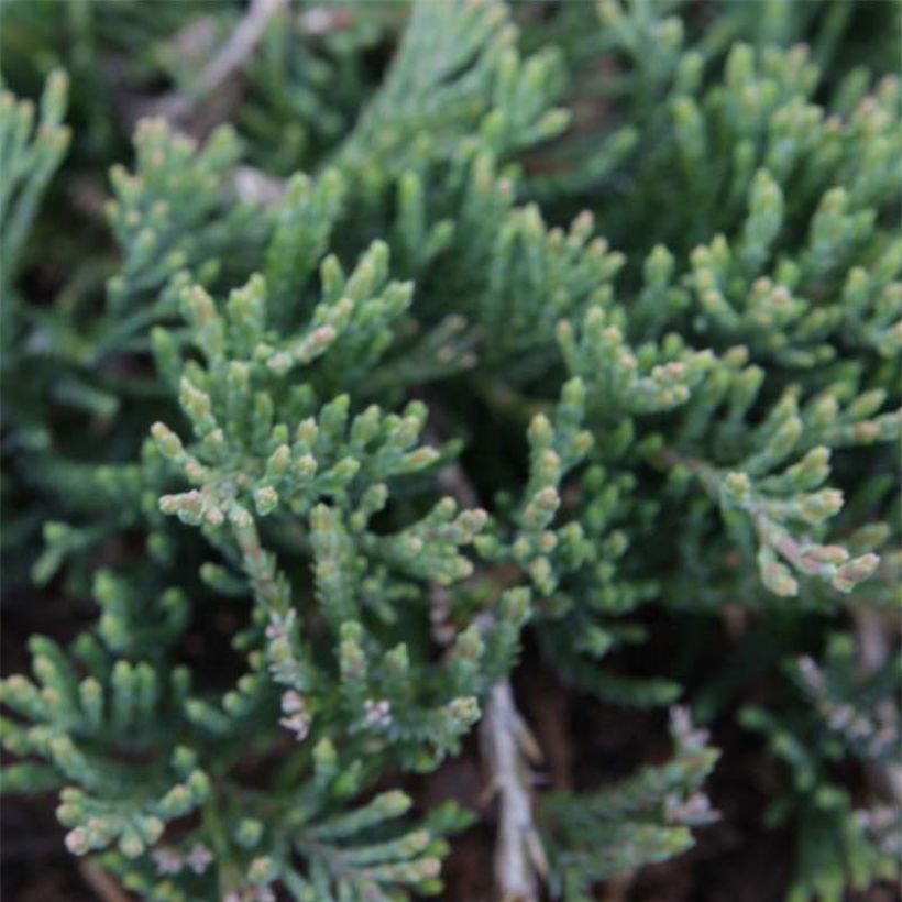 Juniperus horizontalis Prostrata - Enebro rastrero (Follaje)