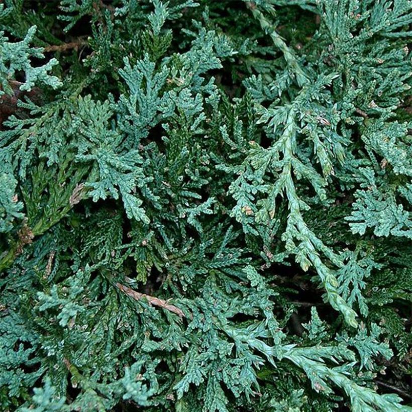 Juniperus horizontalis Wiltonii - Enebro rastrero (Follaje)