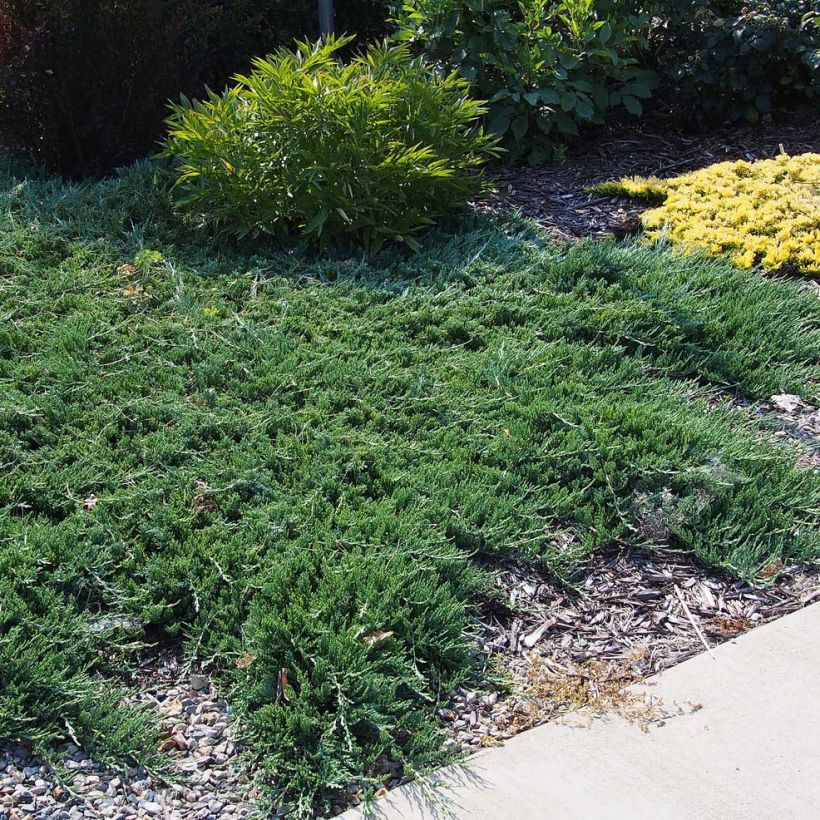 Juniperus horizontalis Wiltonii - Enebro rastrero (Porte)