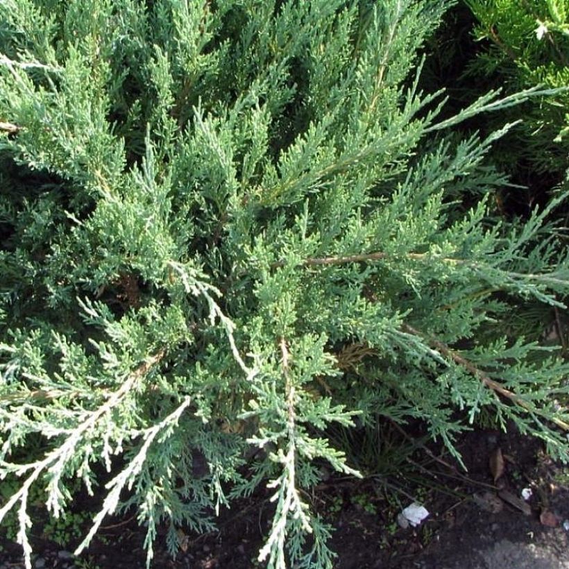 Juniperus media Hetzii - Enebro híbrido (Porte)