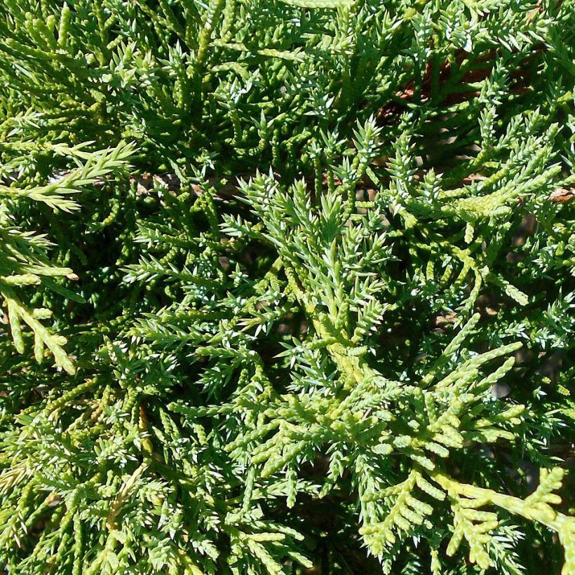 Juniperus pfitzeriana Compacta - Enebro híbrido (Follaje)