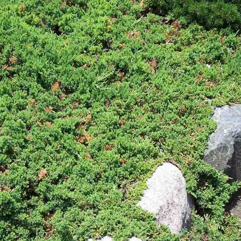 Juniperus procumbens Nana - Enebro (Porte)