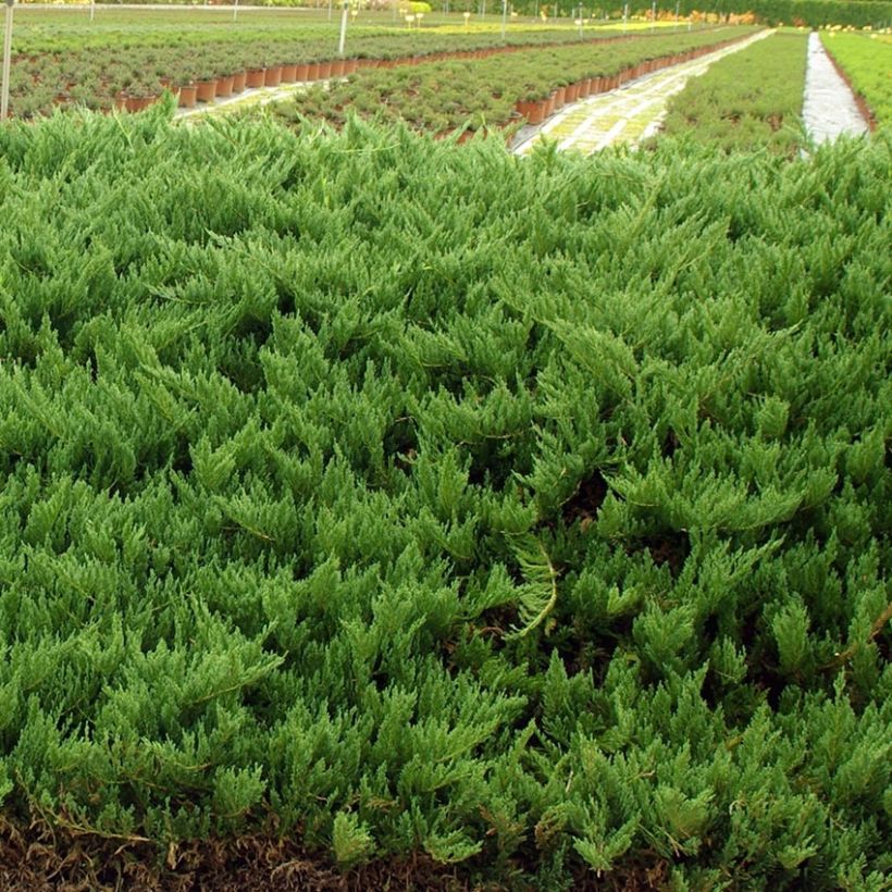 Juniperus sabina Tamariscifolia - Enebro (Porte)