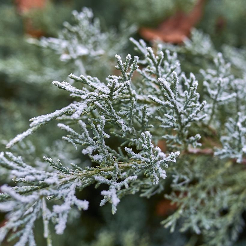 Juniperus scopulorum Moonglow - Enebro de las Rocallosas (Follaje)