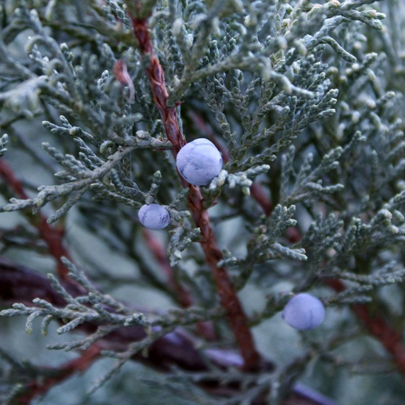 Juniperus scopulorum Moonglow - Enebro de las Rocallosas (Cosecha)