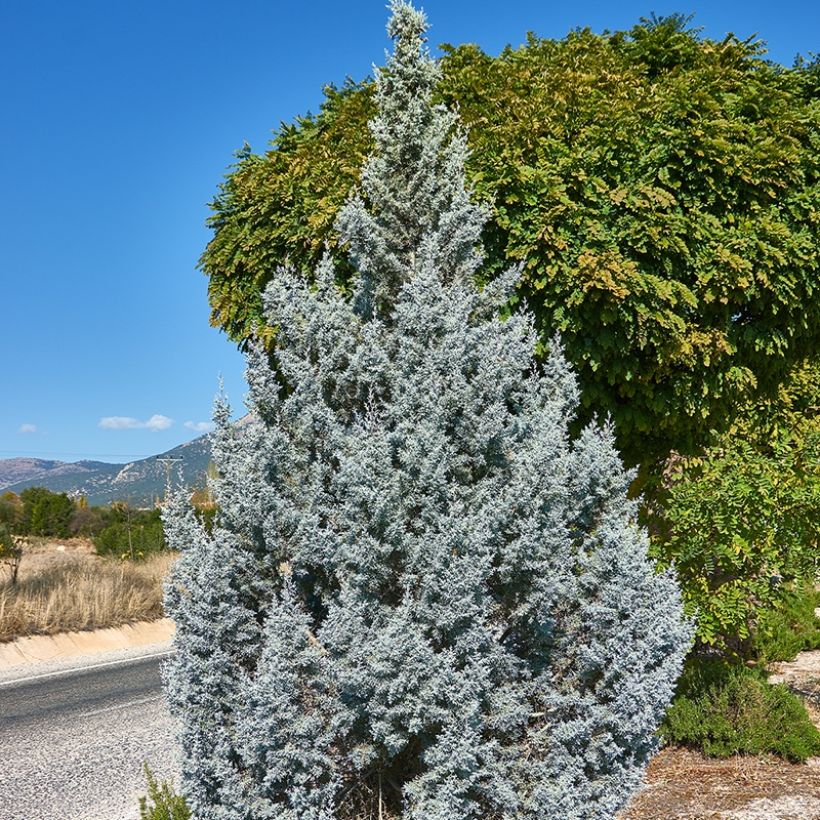 Juniperus scopulorum Moonglow - Enebro de las Rocallosas (Porte)