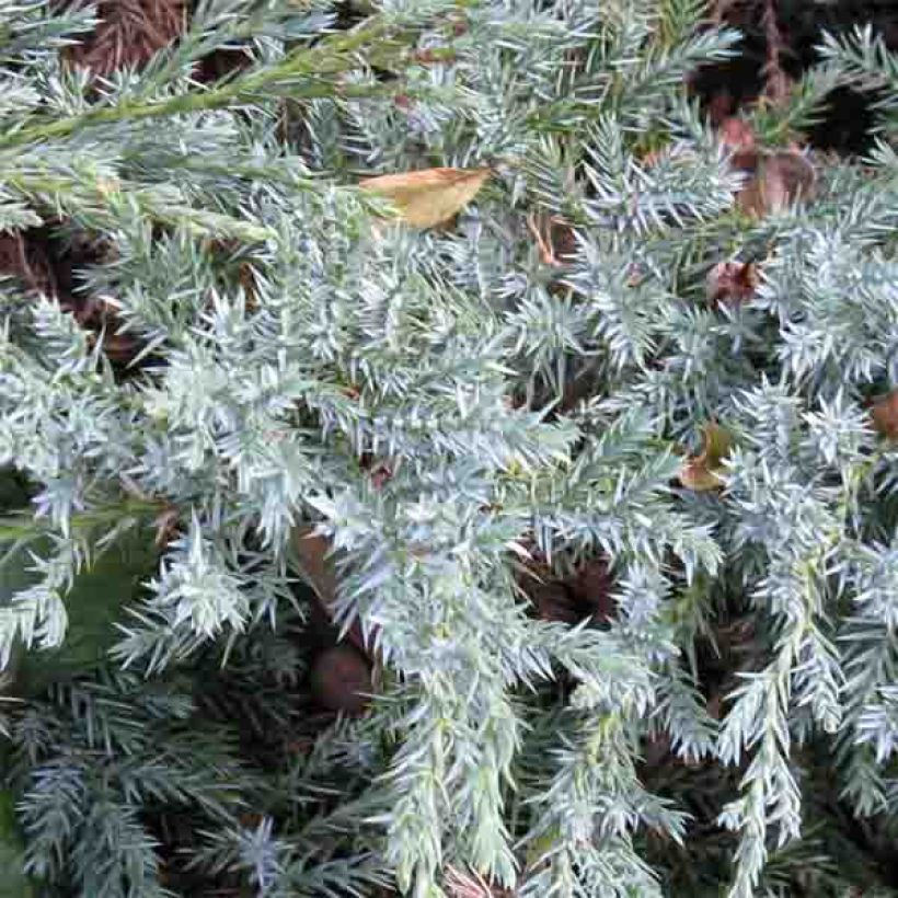 Juniperus squamata Blue Carpet - Enebro escamoso (Follaje)