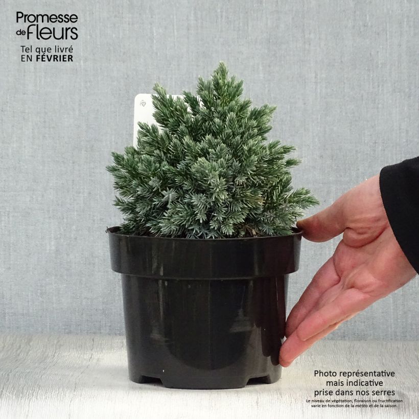 Juniperus squamata Blue Star - Pot de 2L Ejemplar entregado en invierno