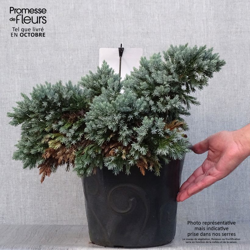 Ejemplar de Juniperus squamata Blue Star - Pot de 7,5L/10L entregado en otoño