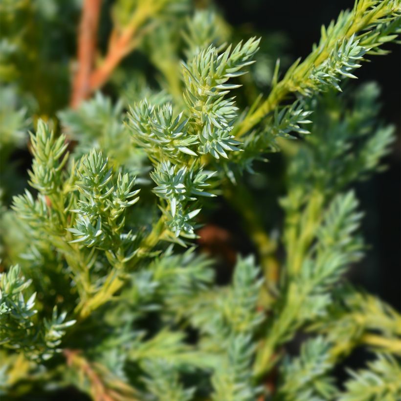 Juniperus squamata Blue Swede - Enebro escamoso (Follaje)