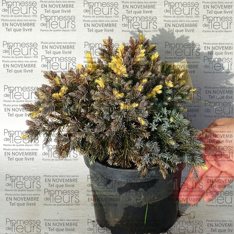 Ejemplo de ejemplar de Juniperus squamata Floreant - Genévrier écailleux                      Pot de 2L/3L tal y como se entrega