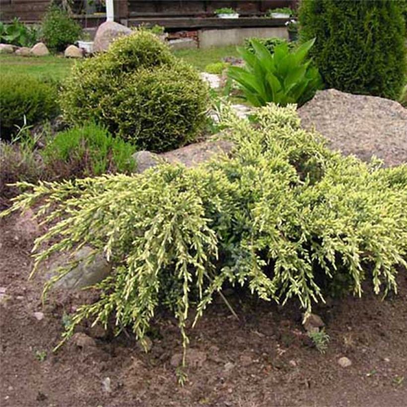 Juniperus squamata Holger - Enebro escamoso (Porte)