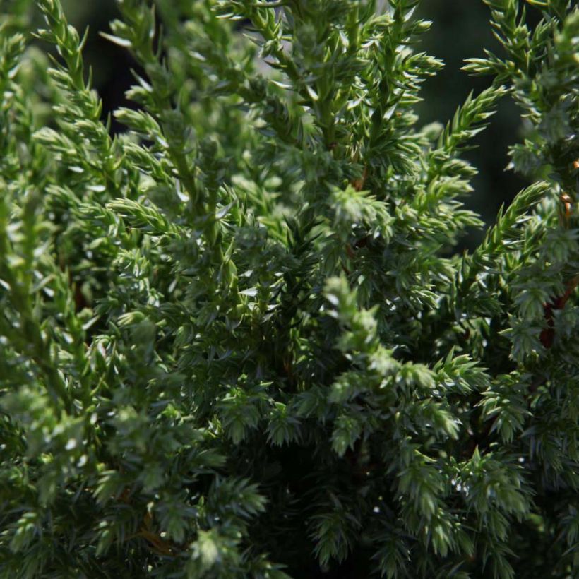 Juniperus squamata Loderi - Enebro escamoso (Follaje)