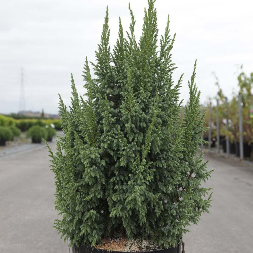 Juniperus squamata Loderi - Enebro escamoso (Porte)