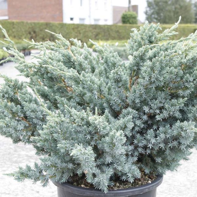 Juniperus squamata Meyeri - Enebro escamoso (Follaje)