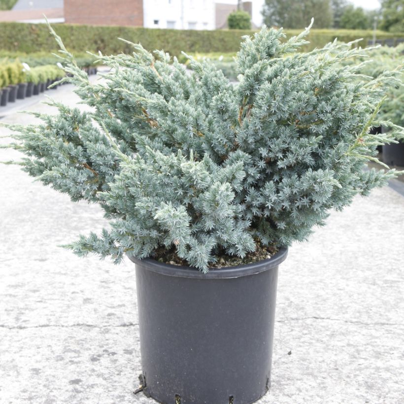 Juniperus squamata Meyeri - Enebro escamoso (Porte)