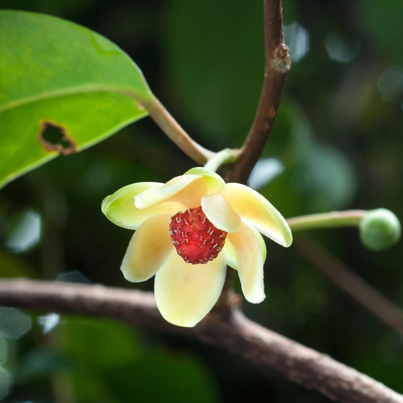 Kadsura japonica (Floración)