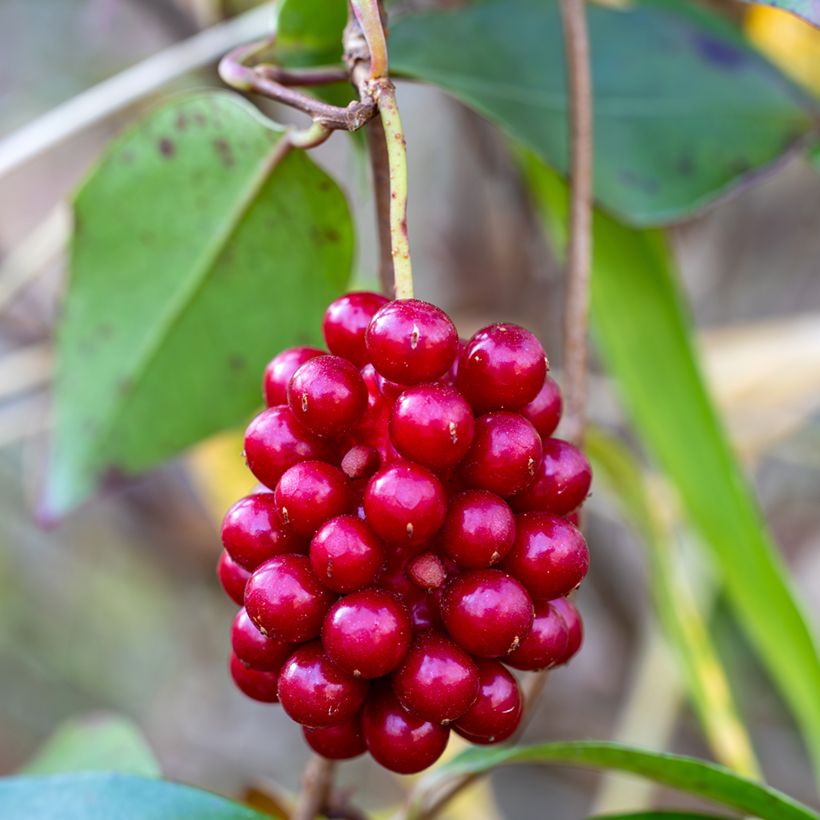 Kadsura japonica (Cosecha)