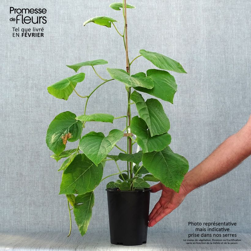 Ejemplar de Kiwi - Actinidia deliciosa Kiwi Wonder Pot de 3L/4L entregado en otoño