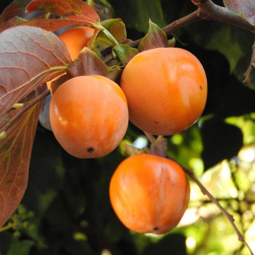 Caqui Costata (Cosecha)